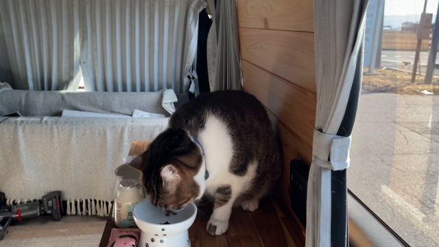 保護猫だったマサとの出会いの場所で車中泊｜この冬最後の車中泊旅｜キャンピングカーのようにDIYしたハイエースで冬でも快適な車中泊【猫と車中泊旅】 смотреть онлайн