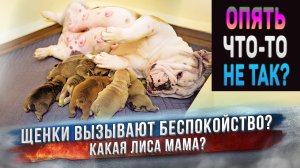 Неужели нас опять ждут проблемы с щенками Английского Бульдога?