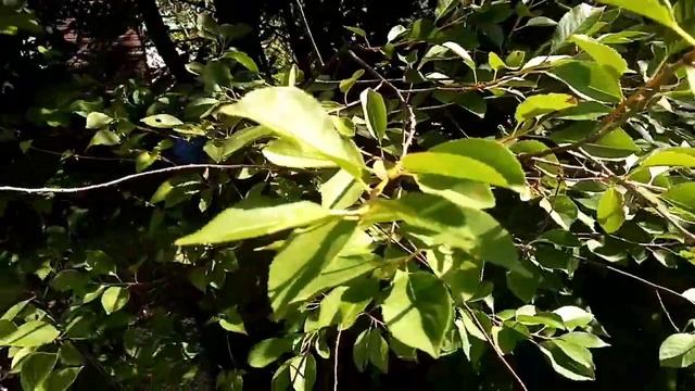 Живу в бытовке или дом из блок-контейнеров для ПМЖ. #дом #каркасныйдом #бытовка #жизньвдеревн смотреть онлайн