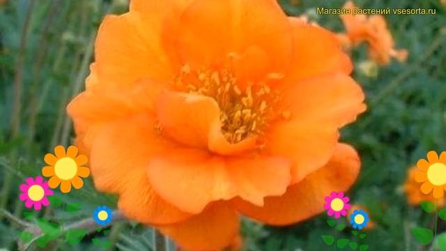 Гравилат чилийский Фаерболл. Краткий обзор, описание характеристик geum chiloense Fireball смотреть онлайн