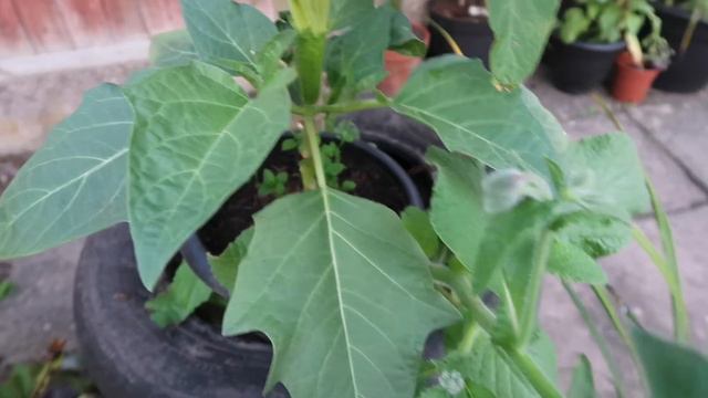 DATURA V BRUGMANSIA. 🌸🌱🌺 DEVILS TRUMPET V ANGELS TRUMPET 🌱