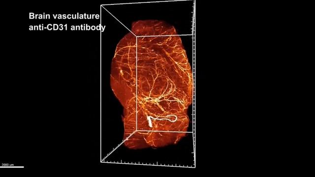 визитная карточка лаборатория Умный сон Саратовский гос университет рук ль Пензель Томас смотреть онлайн