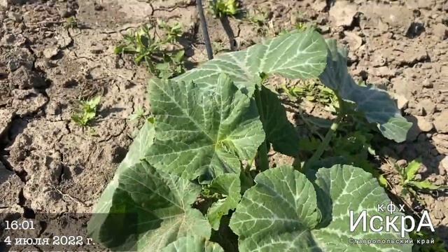 Тыква баттернат Мелуна Mieluna HD 720p смотреть онлайн