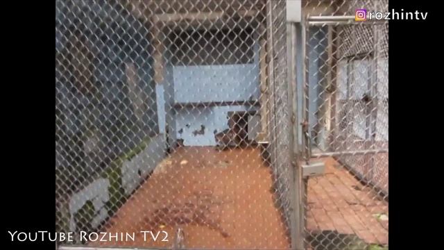 ПРИЕХАЛИ В ОБЕЗЬЯННИК В СУХУМИ смотреть онлайн