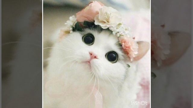 nekoglai-разрывная (slowed,минусовка) смотреть онлайн