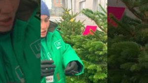 Выбираем пихту Нордмана. Какой срез лучше? И как ухаживать за пихтой?