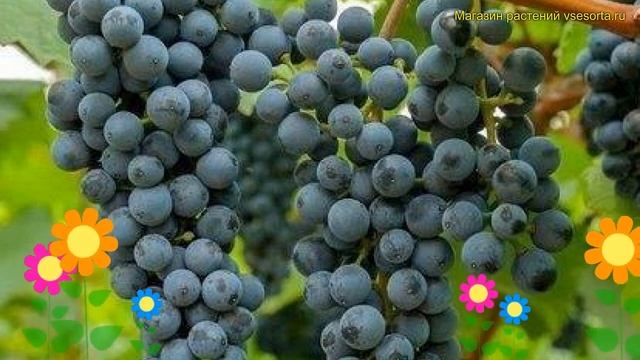 Виноград плодовый плодовый Первенец Амура. Краткий обзор, описание vitis vinifera Первенец Амура смотреть онлайн
