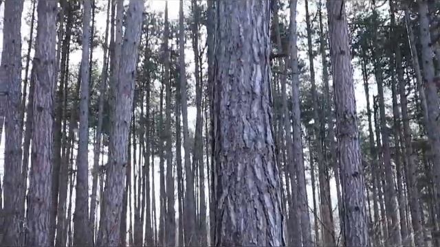 Тропа. Предгорья Кавказа. Крымская реликтовая сосна. смотреть онлайн