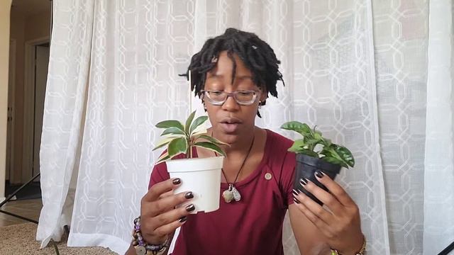 Hoya Plant Care with Doña! #blackplantlady #hoyacare #hoyaplantcare смотреть онлайн