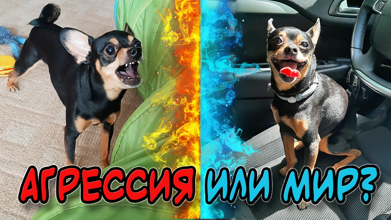 Реакция той терьера на других собак смотреть онлайн