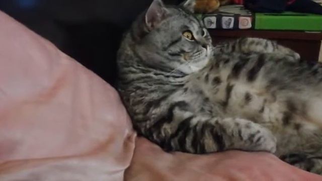 Кот смотрит мультфильм