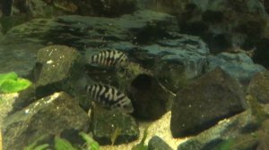 Размножение чернополосой цихлазомы