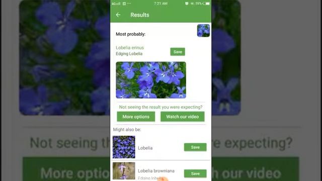 PlantSnap identifies a Edging Lobelia (Lobelia erinus) смотреть онлайн
