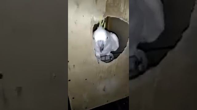 Кладка какаду