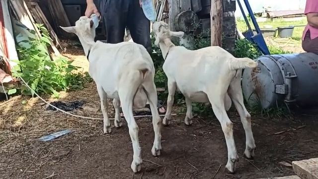 Козлы зааненские, 3 месяца смотреть онлайн