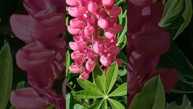 ЛЮПИН многоцветный
#цветы #люпин #лето