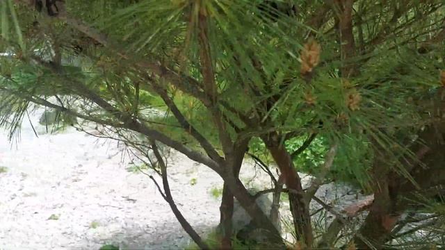 Сосна густоцветная Умбракулифера Pinus Densiflora 'Umbraculifera' смотреть онлайн