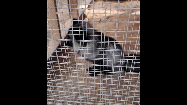 Путешествие к тверским карелам в Лихославль 16.04.2022.mp4