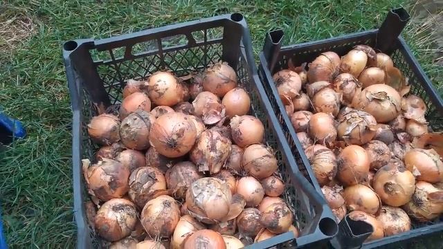 Урожай озимого лука Центурион и Штутгарт смотреть онлайн