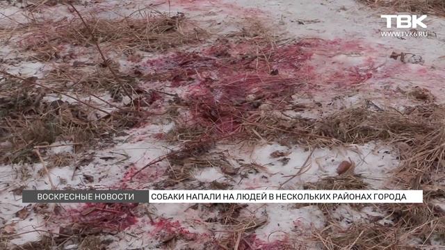 Собаки напали на людей в нескольких районах Красноярска смотреть онлайн