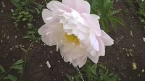 FLOWERS the road☀️-BEE the Life  жизнь ПЧЕЛЫ-дорога ЦВЕТОВ️️