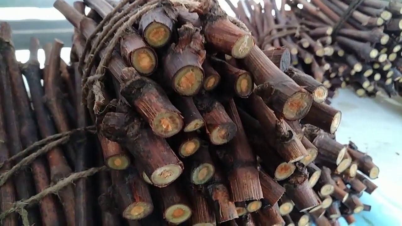 Размножение винограда методом черенкования. смотреть онлайн
