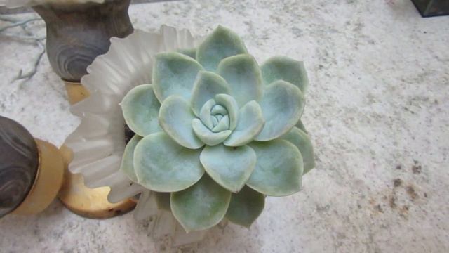 #Suculentadodia! | Graptoveria Fantome