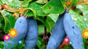 Жимолость съедобная Дочь Великана. Краткий обзор, описание lonicera edulis Docz velikana