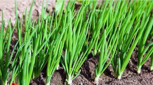 ЧЕМ ПОДКОРМИТЬ ЛУК ДЛЯ УВЕЛИЧЕНИЯ УРОЖАЯ.Моя первая подкормка.