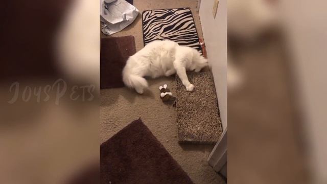 Funny Cats React to Catnip 2021 TikTok Compilation ? | Cat 2021 | JoysPets смотреть онлайн