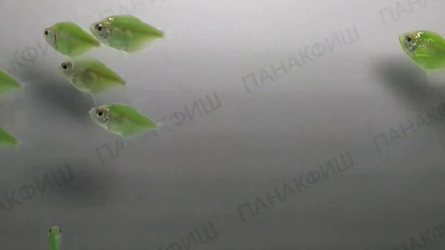 Тернеция карамелька зеленая (Gymnocorymbus ternetzi) смотреть онлайн