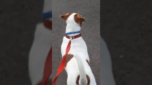 прогулка в парке)(1) смотреть онлайн