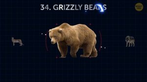 Animal Size Comparison (Whales Aren't Biggest!)