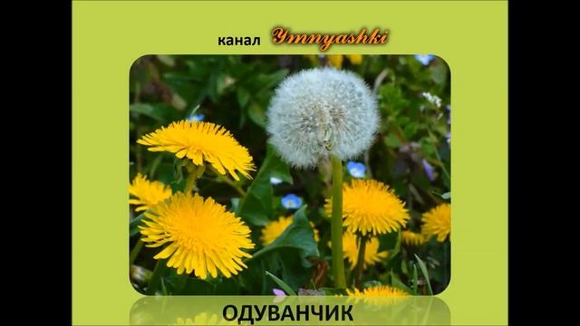 Изучаем цветы. Учим название цветов. Развивающее видео для детей с заданиями смотреть онлайн