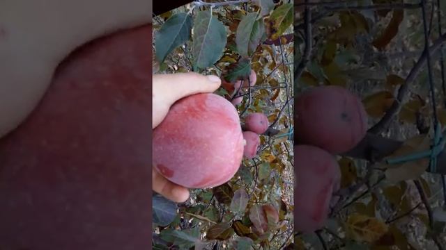 Плодоношение ФУДЖИ КИКУ-8 в 2017 году смотреть онлайн