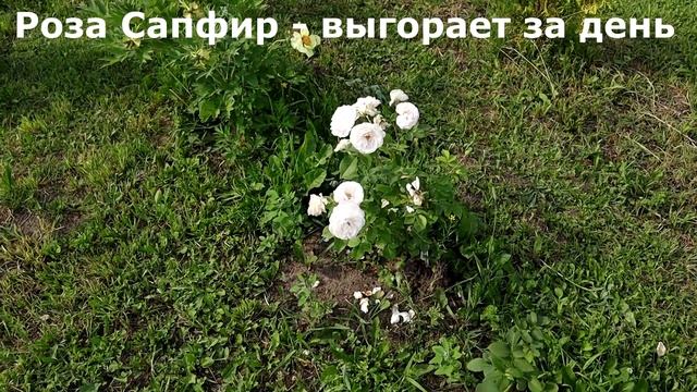Розы, которые радуют всего лишь пару дней! Печалька. смотреть онлайн
