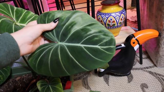 New Summer Houseplant Growth! Planty Updates🌿 | Monstera, Philodendron, Hoya, & more смотреть онлайн