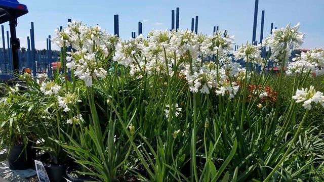 Best Perennials - Agapanthus 'Galaxy White' (Lily of the Nile) смотреть онлайн