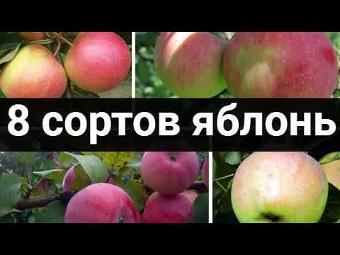 8 сортов яблонь, которые стоит посадить смотреть онлайн