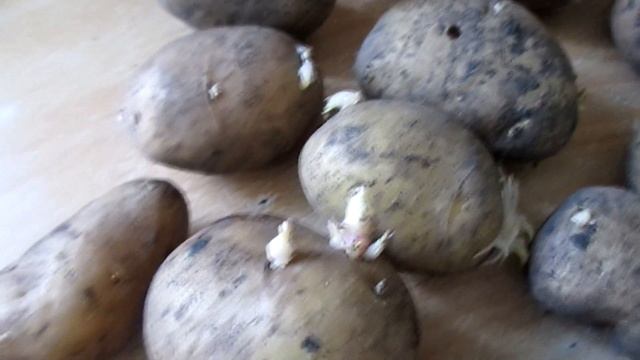 КАРТОФЕЛЬ ИЗ СЕМЯН. ПОЛУЧАЕМ СУПЕР-ЭЛИТУ смотреть онлайн