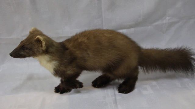 Куница лесная (чучело) pine marten (dummy) смотреть онлайн