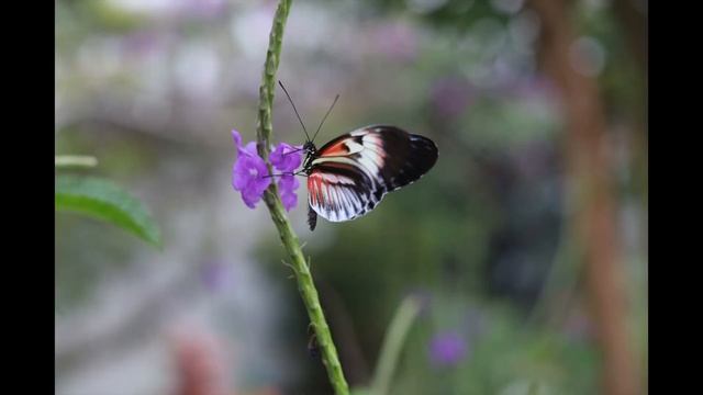 Canon EOS RP One Month Later: Do I have any regrets with this purchase? смотреть онлайн