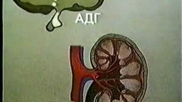 14.Выделительная Функция Почек смотреть онлайн