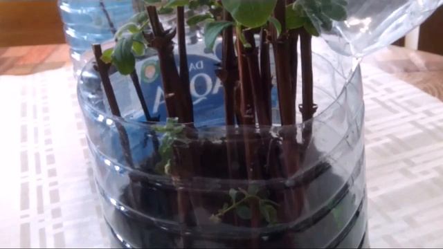 Черенкуем вишню смотреть онлайн