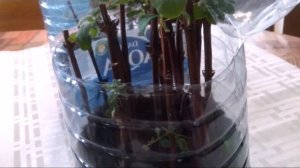 Черенкуем вишню