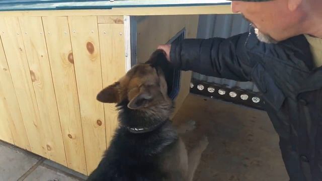 Будка для овчарки своими руками - обзор и фотоотчет смотреть онлайн