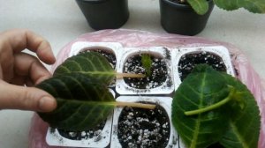 Размножаем  глоксинии листом и цветоносом.