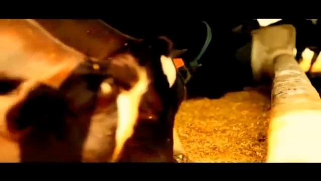 Max Dairy Farm Commercial Dairy in NCR & Other States of INDIA (Max Dairy Farm) смотреть онлайн