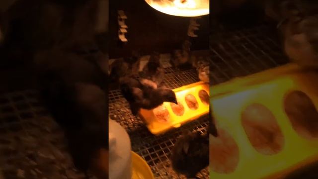 #ухейилюй #куры #цыплята смотреть онлайн