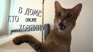 ЧАУЗИ… ПАРАДОКСАЛЬНОЕ ПОВЕДЕНИЕ ОДНОГО ИЗ САМЫХ РЕДКИХ И ДОРОГИХ КОТОВ В МИРЕ